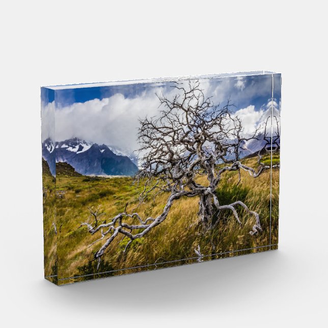 Bloque Para Fotos Árbol quemado, Torres del Paine, Chile (Izquierda)