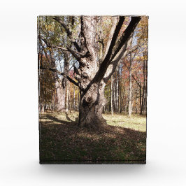 Bloque Para Fotos Árbol raro