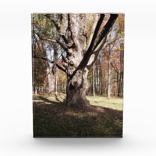 Bloque Para Fotos Árbol raro (Anverso)