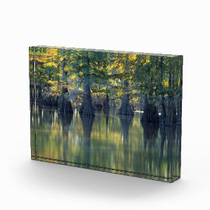 Bloque Para Fotos Árboles de ciprés calvo   Horseshoe Lake Illinois