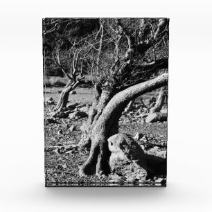 BLOQUE PARA FOTOS ÁRBOLES NEGROS Y BLANCOS