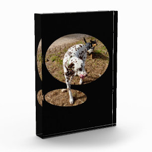 Bloque Para Fotos Arte Dalmatian Popout,