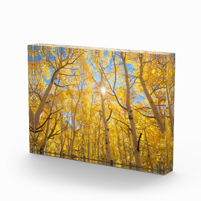 Bloque Para Fotos Aspen Trees | Sierra Nevada, CA (Derecha)