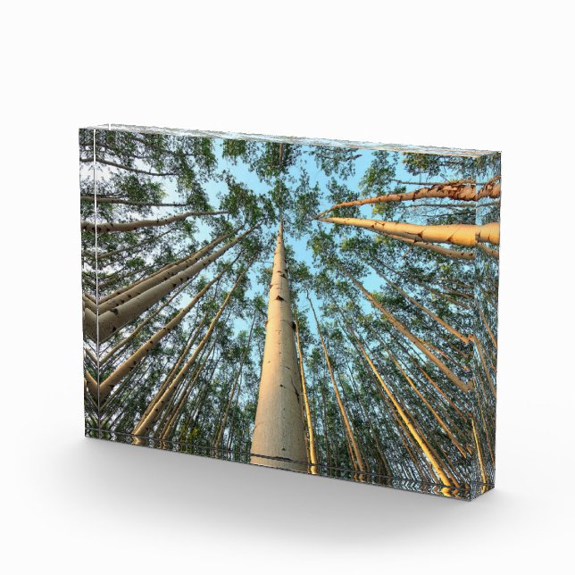 Bloque Para Fotos Aspen Trunks And Leaves, Yukón (Derecha)