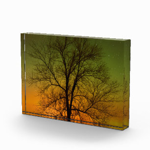 Bloque Para Fotos Aurora boreal y árbol de algodón