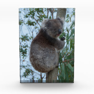 Bloque Para Fotos Australia: Isla canguro cuece Koala en un árbol