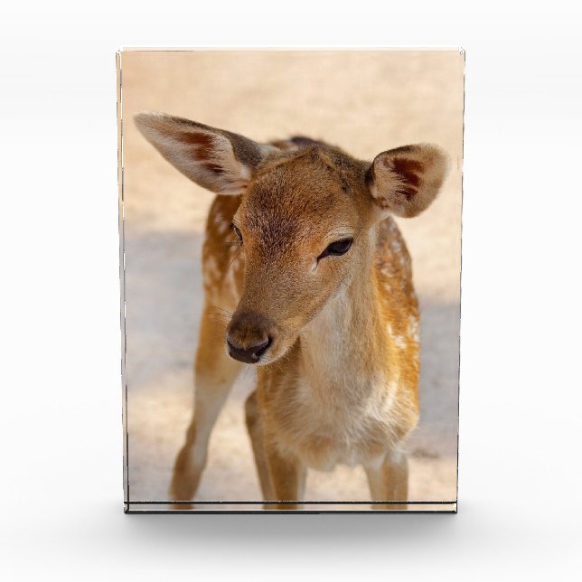 Bloque Para Fotos Baby Deer (Anverso)