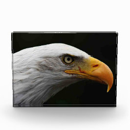 Bloque Para Fotos Bald Eagle pbcnm