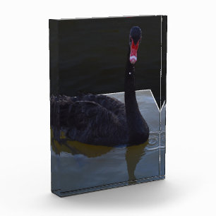Bloque Para Fotos Bañado De Cisne Negro En Estanques Dimensionales,