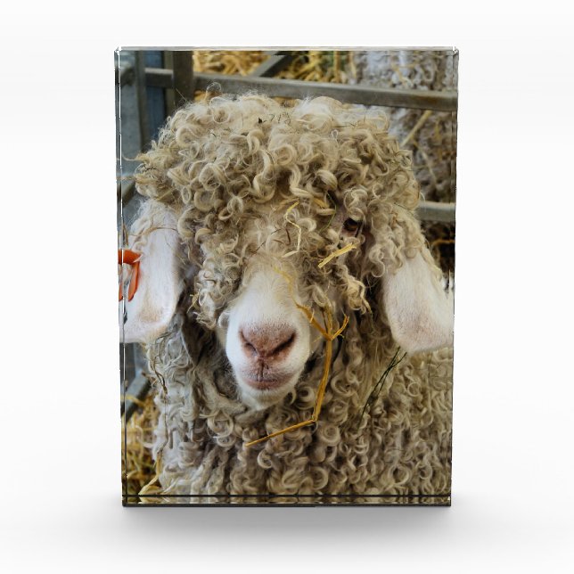 BLOQUE PARA FOTOS BARBA (Anverso)