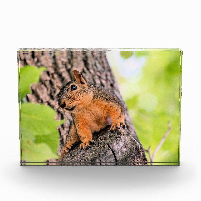 Bloque Para Fotos Bashful (Anverso)