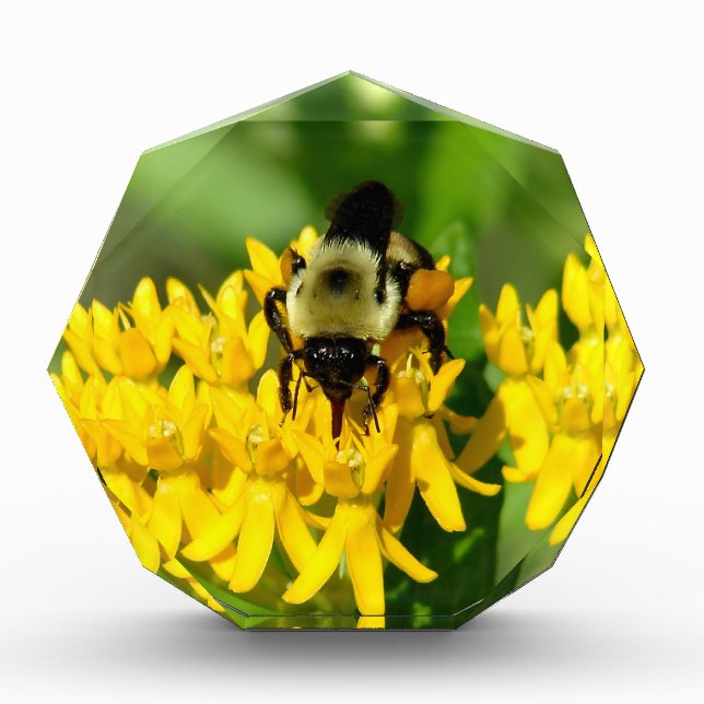 Bloque Para Fotos Bee Feasting on Butterfly Weed Wildflowers (Anverso)