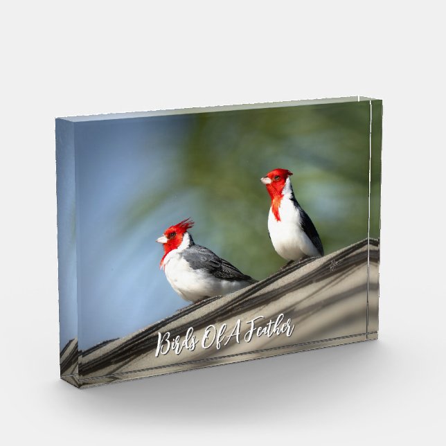 Bloque Para Fotos Birds of A Feather Red Crested Cardinals Hawaii (Izquierda)