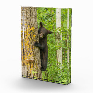Bloque Para Fotos Black Bear Cub   Minnesota