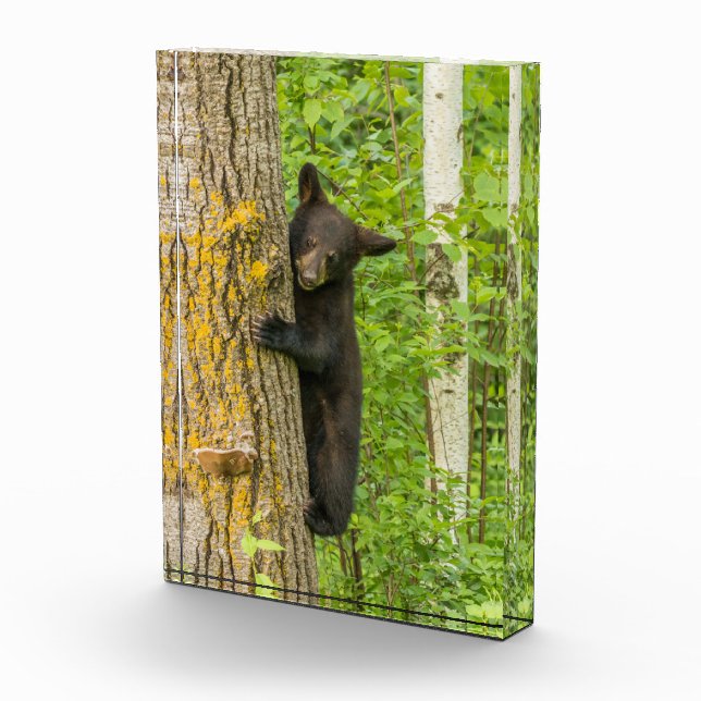 Bloque Para Fotos Black Bear Cub | Minnesota (Derecha)