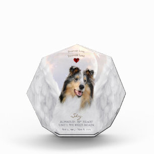 Bloque Para Fotos Blue Merle Collie Angel Portrait - Mascota Memoria