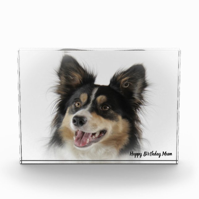 Bloque Para Fotos Border Collie (Anverso)