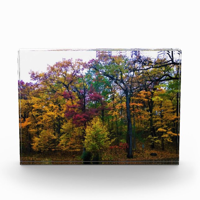 Bloque Para Fotos Bosque de otoño oscuro (Anverso)