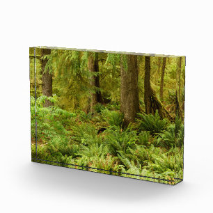 Bloque Para Fotos Bosque exuberante y helechos   Parque Estatal Ecol