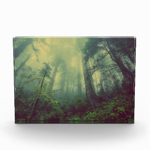 Bloque Para Fotos Bosque Misty