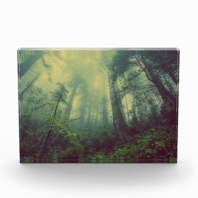 Bloque Para Fotos Bosque Misty (Anverso)