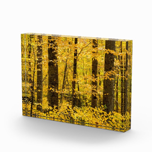 Bloque Para Fotos Bosque nacional Fall Pisgah (Derecha)