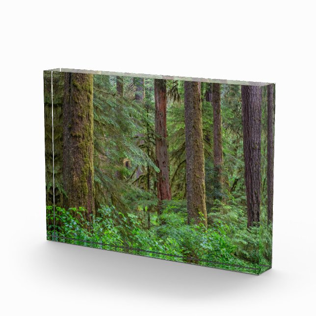 Bloque Para Fotos Bosque nacional Willamette | Oregón (Derecha)