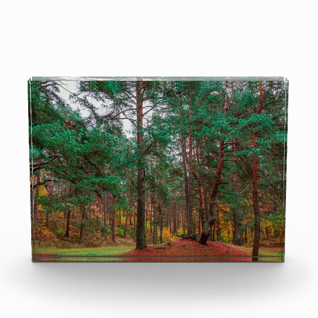 Bloque Para Fotos Bosque otoñal (Anverso)