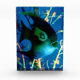 Bloque Para Fotos Botella Fish Gibney El Museo Zazzle