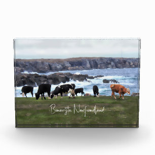 Bloque Para Fotos Bovino Bonavista de Terranova