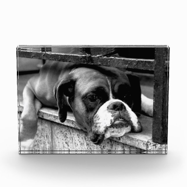 Bloque Para Fotos Boxer Dog En Windowsill Pbcna (Anverso)
