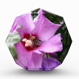 Bloque Para Fotos Bumblebee en la flor de Hibiscus