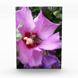 Bloque Para Fotos Bumblebee en la flor de Hibiscus