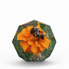 Bloque Para Fotos Bumblebees on Marigold Flower