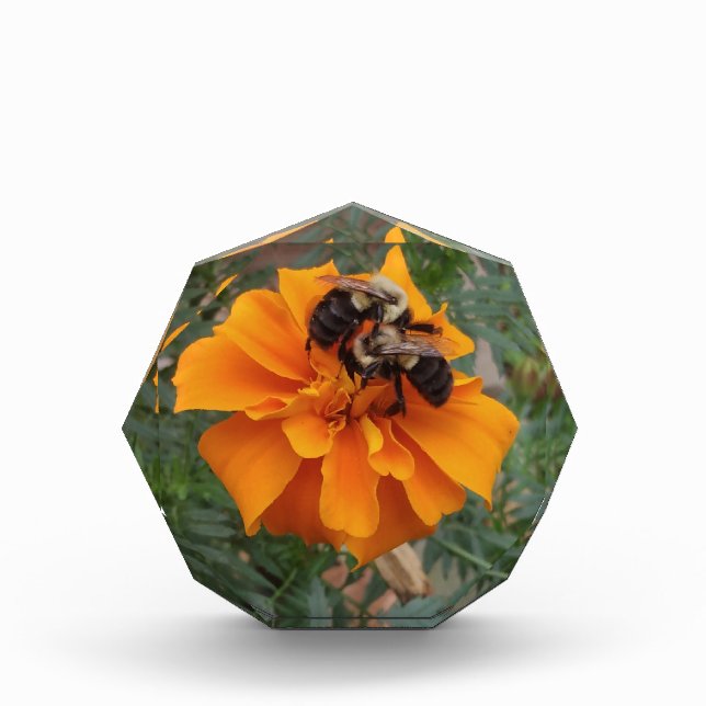 Bloque Para Fotos Bumblebees on Marigold Flower (Anverso)