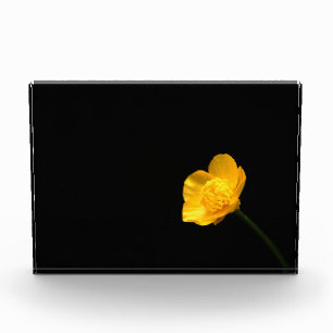 Bloque Para Fotos Butcup Flower pbcn