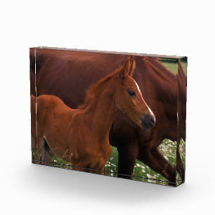Bloque Para Fotos Caballo Árabe Cerca de la Madre