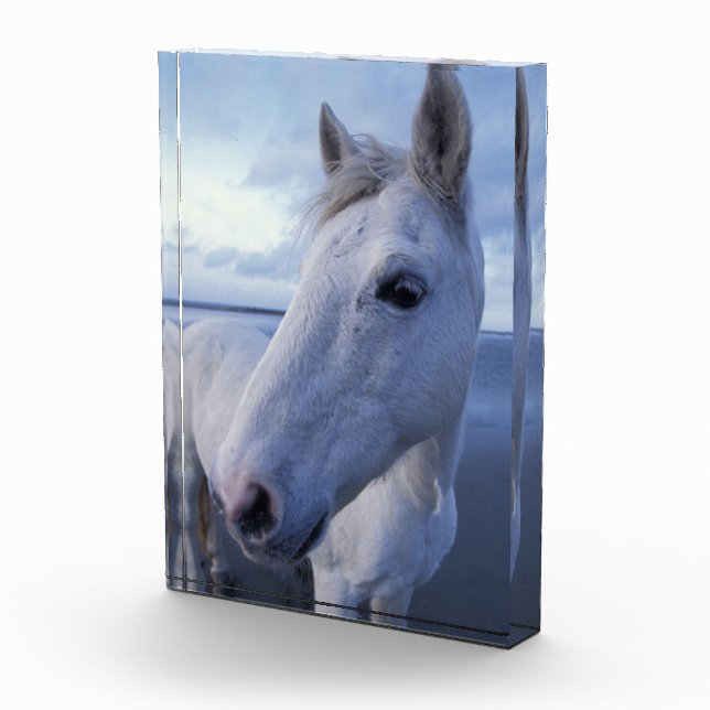 Bloque Para Fotos Caballo Camargue (Derecha)
