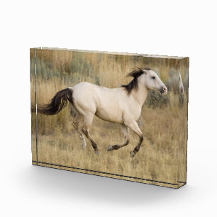 Bloque Para Fotos Caballo corriendo por la hierba de Prairie
