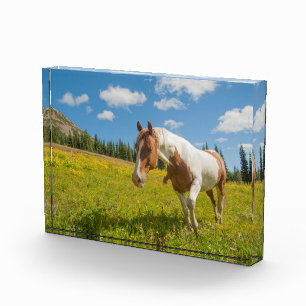 Bloque Para Fotos Caballo curioso en una pradera alpina en verano
