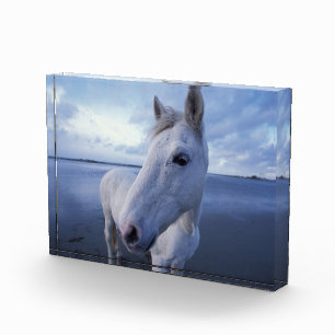 Bloque Para Fotos Caballo de Camargue