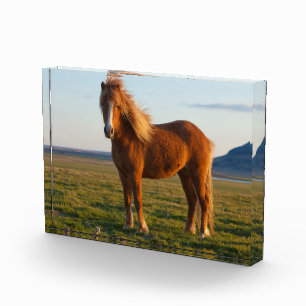 Bloque Para Fotos Caballo islandés al atardecer