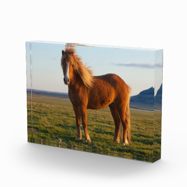Bloque Para Fotos Caballo islandés al atardecer (Derecha)