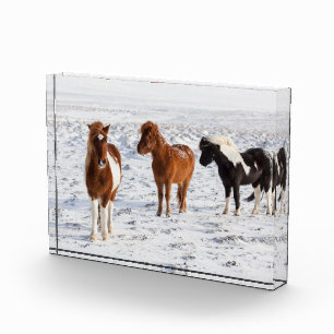 Bloque Para Fotos Caballo islandés con pelaje invernal típico