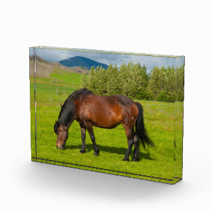 Bloque Para Fotos Caballo islandés de Mossfellsbaer