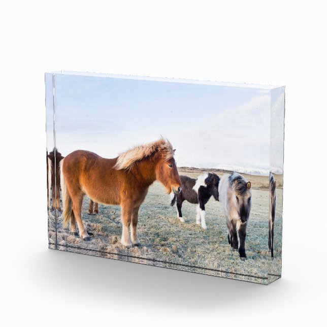 Bloque Para Fotos Caballo islandés en invierno en Islandia (Derecha)