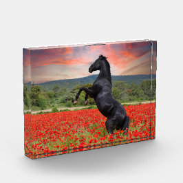 Bloque Para Fotos Caballo Negro En Campo De Adormidera