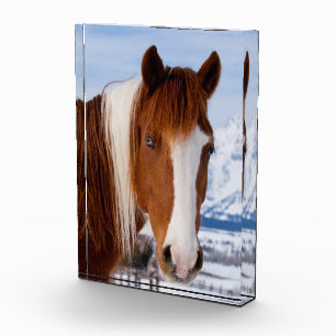 Bloque Para Fotos Caballo Pinto Monte Moran en Invierno