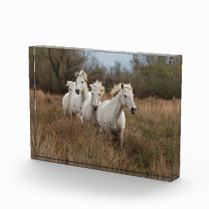 Bloque Para Fotos Caballos Camargue corriendo