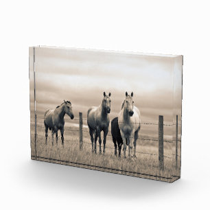 Bloque Para Fotos Caballos Cuarto de Milla en la Pradera Canadiense